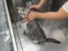 -柚子宠物(伊珊娜调理店)