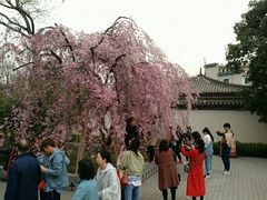 -西安青龙寺遗址景区