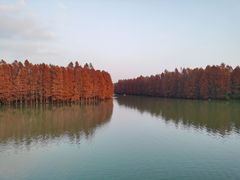 -上海海湾国家森林公园