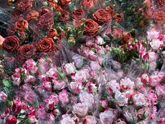 -循礼门鲜花花市(武汉循礼门店)