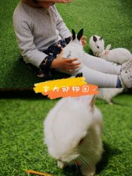 -萌宠亲子动物乐园(槐房万达店)