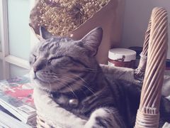 -海边的猫和咖啡馆