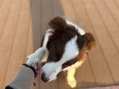 -爪吧宠物乐园 (温榆河示范区店)