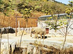 -青岛森林野生动物世界