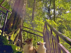 -云南屏边大围山国家公园