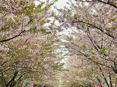-高东镇樱花园