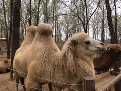 -北京野生动物园