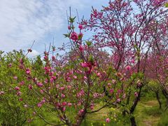 -南汇桃花村