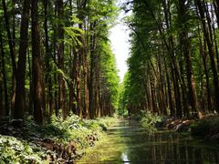 -溱湖国家湿地公园