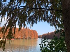 -上海海湾国家森林公园