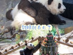 -广州长隆野生动物世界