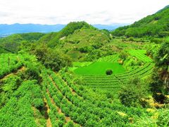 -杨家堂村