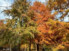 -上海海湾国家森林公园