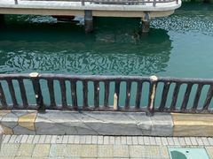 -广东惠东海龟国家级自然保护区