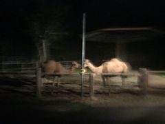 -清迈夜间动物园