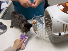 -中农国际动物医院24小时·猫科·骨科·急重症中心