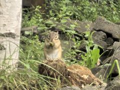 -五营红松林海景区