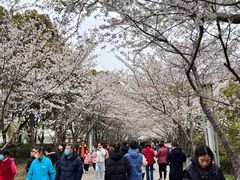 -高东镇樱花园