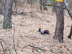 -帽儿山国家森林公园