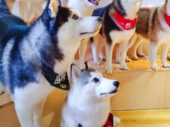 -Husky Go! 哈士奇体验馆·宠物咖啡厅狗咖