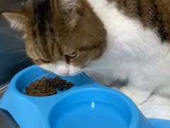 -艾贝尔宠物医院·24H转诊中心·肿瘤猫专科(江宁双龙店)