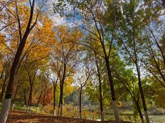 -大兴滨河森林公园