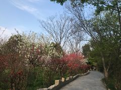 -南汇桃花村