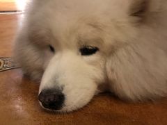 -more than meow吴止猫主题餐厅(承德 中船汇店)