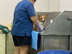 -瑞派动物医院·猫专科·至诚(江南中分院)