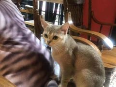 -猫色咖啡·猫咖