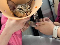-伟伟宠物医院·CT影像中心·瑞派犬猫综合性门诊(汉口总院)