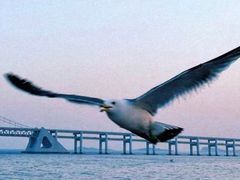 -星海湾跨海大桥