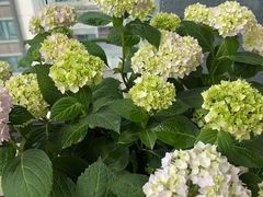 -青石桥花鸟鱼虫市场(叠翠城店)