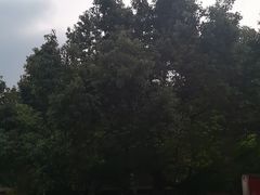 -秋霞圃