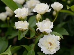 -万商花鸟市场