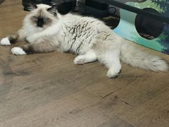 -东方名猫馆·英短金渐层布偶猫舍(环线广场1号楼店)