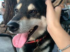 -柴犬高等学院·狗咖·柴犬售卖·宠物训练