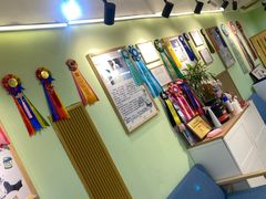 -猫十亿·布偶金渐层·曼基康矮脚猫舍(青年路店)
