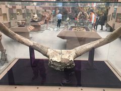 -陕西自然博物馆