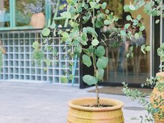 -尤加利咖啡馆