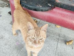 -黄桷坪涂鸦艺术街