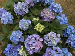 -龙大花卉苗木市场