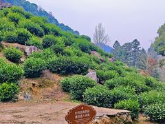 -石台牯牛降景区