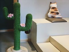 -飞行喵MR PILOT|猫舍·猫咖(静安大融城店)