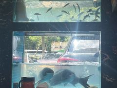 -浔味·山屿湖·正宗淳牌全鱼宴老字号