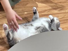 -MOCHA明星猫咖(田子坊店)