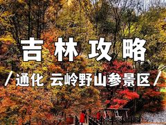 -云岭野山参风景区