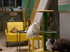 -猫在这儿猫咪咖啡馆·撸猫馆