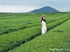 -雪绿茶博物馆