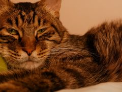 -佳怡动物医院·平价24小时·猫专科骨外科